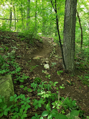 Trail