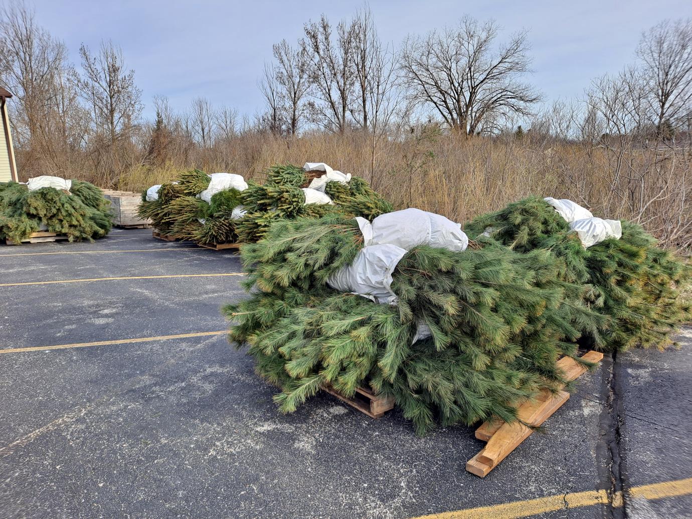 Tree Sale Picture