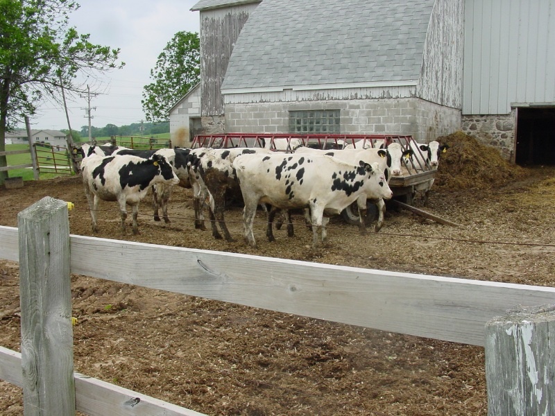 Photo of cows