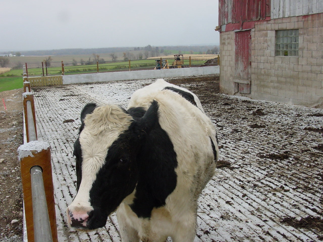 cow inside fence